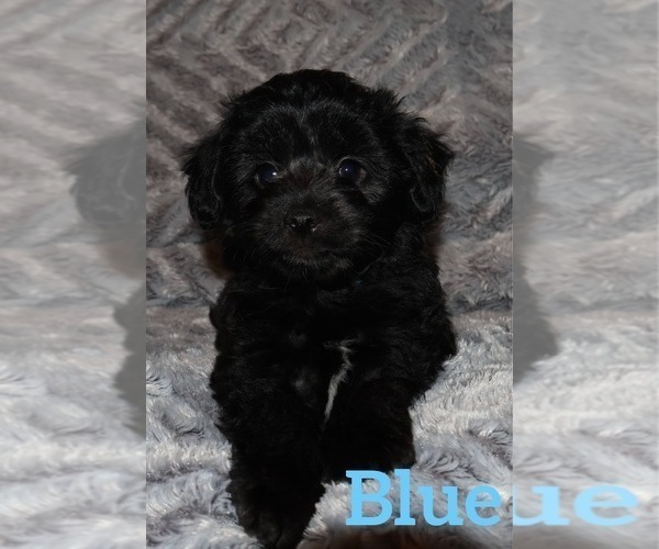 Medium Photo #3 Aussiedoodle Miniature -Poodle (Toy) Mix Puppy For Sale in HUNTSVILLE, AR, USA
