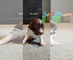 Small Photo #6 Brittany Puppy For Sale in DOWAGIAC, MI, USA