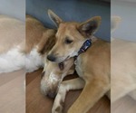 Small #14 Pembroke Welsh Corgi Mix