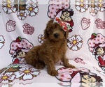 Small #7 Cavapoo (Miniature)