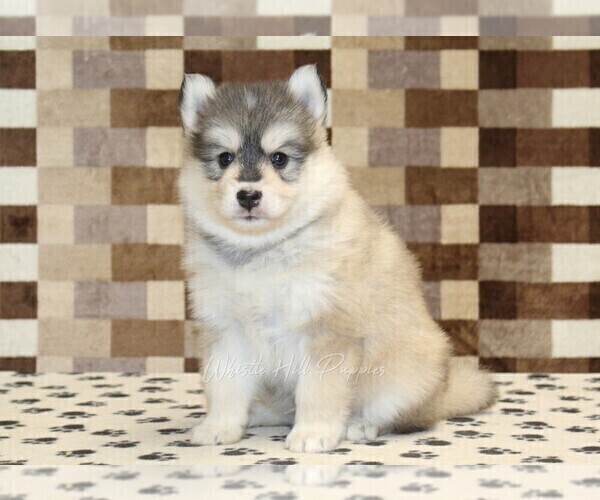 Medium Photo #1 Pomsky Puppy For Sale in DENVER, PA, USA
