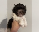 Small Photo #25 Havanese Puppy For Sale in ATHENS, GA, USA