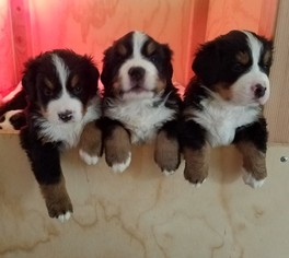 Bernese Mountain Dog Puppy for sale in HARRISBURG, PA, USA