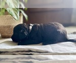 Small #1 Goldendoodle