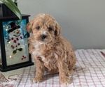 Puppy Sage Goldendoodle (Miniature)