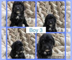 Miniature Bernedoodle Puppy for sale in MULBERRY, FL, USA