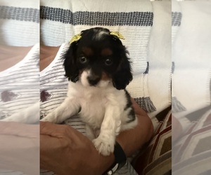 Medium Cavapoo (Miniature)
