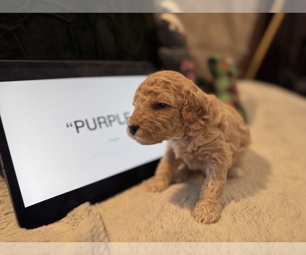 Medium Photo #5 Goldendoodle Puppy For Sale in HARTFORD, CT, USA