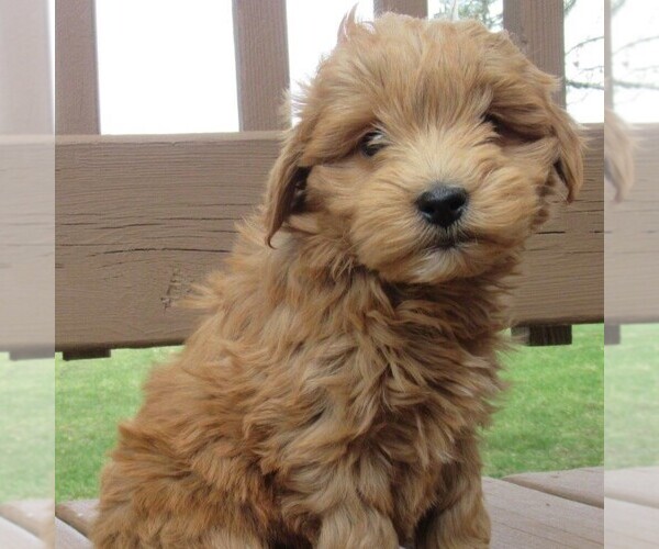 Medium Photo #3 Goldendoodle (Miniature) Puppy For Sale in THORP, WI, USA