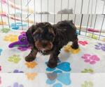 Alex - Male Cavapoo (Miniature)-Poodle (Toy) Mix Puppy for Sale - Photo #4