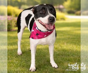 Pointer-Retriever  Mix Dogs for adoption in Washington, DC, USA