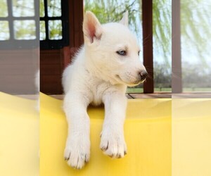 Siberian Husky Puppy for sale in FLORA, IL, USA