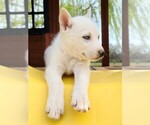 Small Photo #1 Siberian Husky Puppy For Sale in FLORA, IL, USA