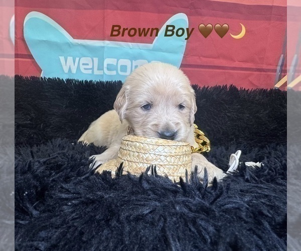 Medium Photo #35 Golden Retriever Puppy For Sale in ORLANDO, FL, USA