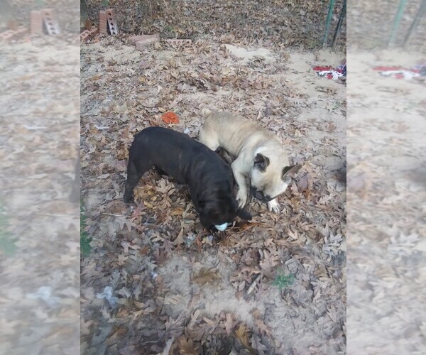 Medium Photo #3 French Bulldog Puppy For Sale in NEW WAVERLY, TX, USA