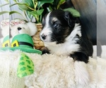 Small Photo #3 Miniature Australian Shepherd Puppy For Sale in ANTHONY, FL, USA