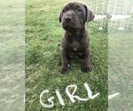 Small #8 American Bully-Labrador Retriever Mix
