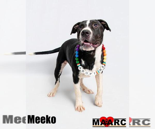 Medium Photo #12 Great Dane-Unknown Mix Puppy For Sale in Maryville, TN, USA