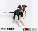 Small #11 Great Dane Mix