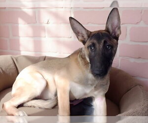 German Shepherd Dog Dogs for adoption in Pasadena, CA, USA