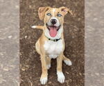 Small #17 Labrador Retriever Mix