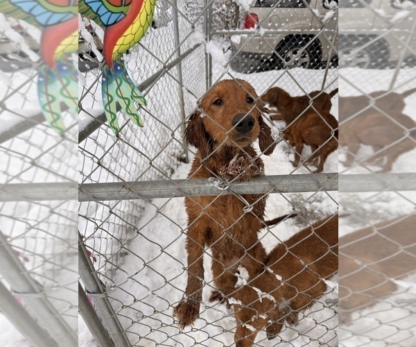 Medium Photo #4 Golden Retriever Puppy For Sale in SOMERSWORTH, NH, USA