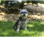 Small #2 Mutt