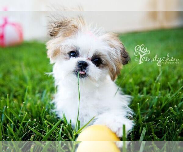 Medium Photo #3 Shiranian Puppy For Sale in HAYWARD, CA, USA