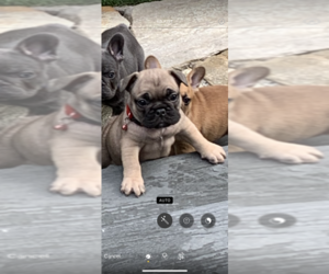 French Bulldog Puppy for sale in SPANAWAY, WA, USA