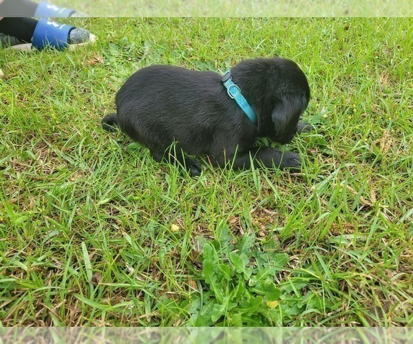 Medium Photo #22 Labrador Retriever Puppy For Sale in BONAIRE, GA, USA