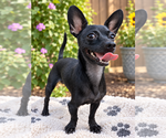 Buddy - Male Chihuahua Dog for Adoption - Small photo