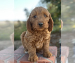 Small Photo #6 Australian Labradoodle Puppy For Sale in RIVERSIDE, CA, USA
