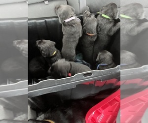 Labrador Retriever Puppy for sale in STAUNTON, IL, USA