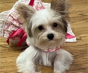 Mother of the Yorkshire Terrier puppies born on 06/02/2025