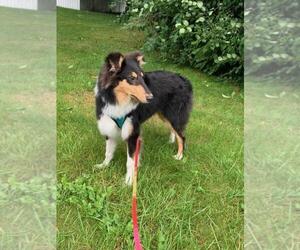 Collie Puppy for sale in LAPEER, MI, USA