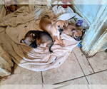 Small #5 Chihuahua Mix
