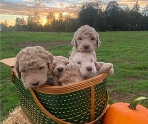 Labradoodle Puppy for sale in TOLEDO, WA, USA