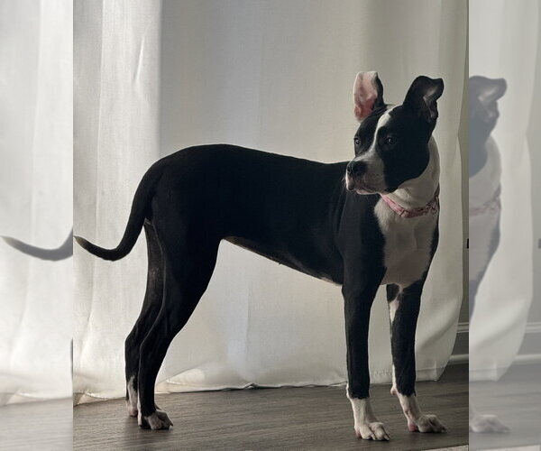 Medium Photo #8 Mutt Puppy For Sale in Raleigh, NC, USA