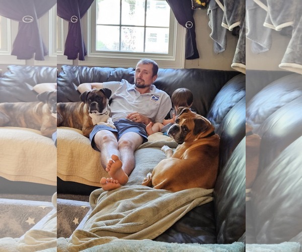Medium Photo #6 Boxer Puppy For Sale in Dumont, NJ, USA