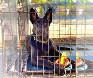 German Shepherd Dog Puppy for sale in GREECE, NY, USA