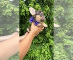 Small #2 French Bulldog