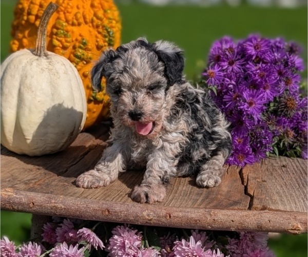 Medium Photo #7 Poodle (Toy) Puppy For Sale in GOSHEN, IN, USA