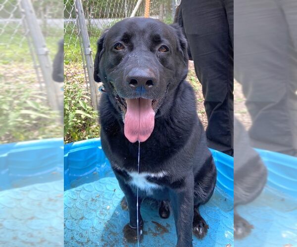 Medium Photo #15 Labrador Retriever-Unknown Mix Puppy For Sale in Rockaway, NJ, USA