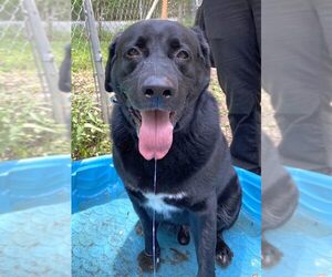 Shadow (King) Havard - Male Labrador Retriever-Unknown Mix Dog for Adoption - Photo #15