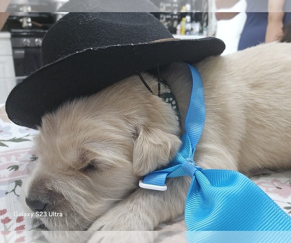 Medium Photo #13 Golden Retriever Puppy For Sale in ORLANDO, FL, USA