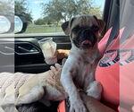 Small #3 Pug