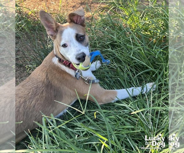Medium Photo #3 Australian Shepherd-Unknown Mix Puppy For Sale in Washington, DC, USA