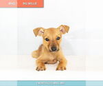 Small #4 Chihuahua