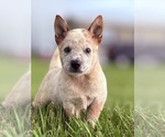 Small #2 Australian Cattle Dog