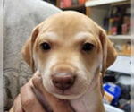 Small #1 Whippet Mix